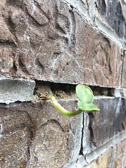 Missing mortar joints leave room for even bigger issues!